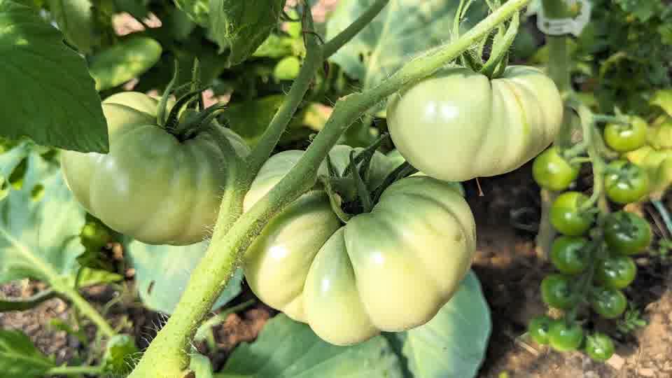 Green tomatoes ripening on the vine